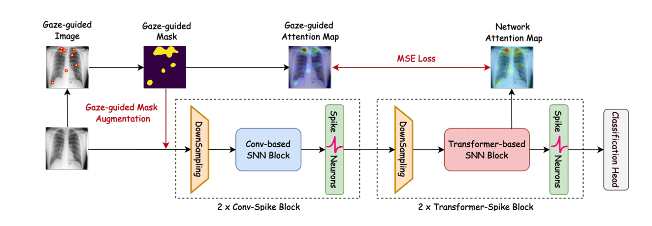 EG-SpikeFormer: Eye-Gaze Guided Transformer on Spiking Neural Networks for Medical Image Analysis
